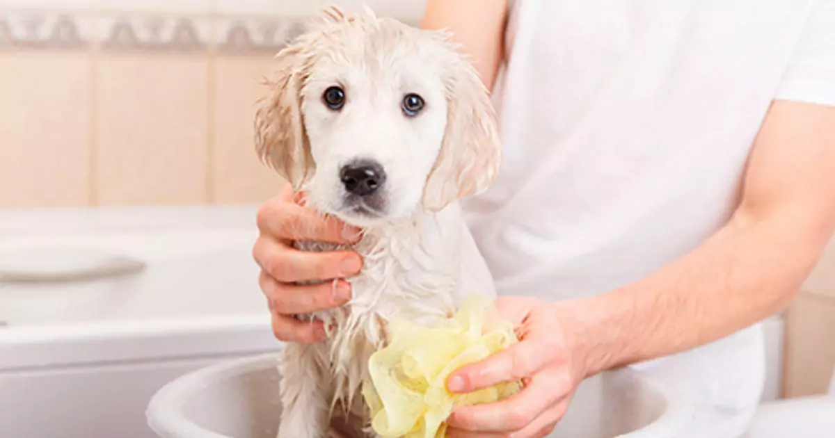 How often should I bathe my dog? The dangers of frequent dog bathing