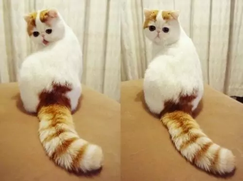 Why do cats have tails?