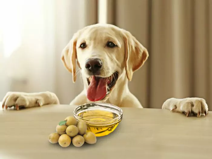 Can dogs eat olives? What are the benefits of the olives given to dogs?