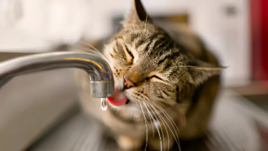 Why do cats not like water? Reasons why cats are afraid of water