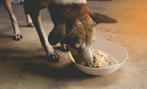 Is rice good for dogs? The benefits of white rice for dogs