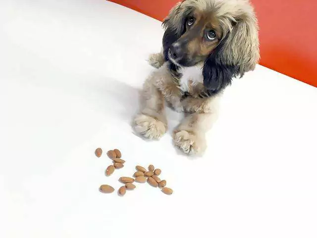 Are almonds good for dogs? What fruits can dogs eat