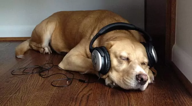 Do dogs like music? What kind of music do dogs like?