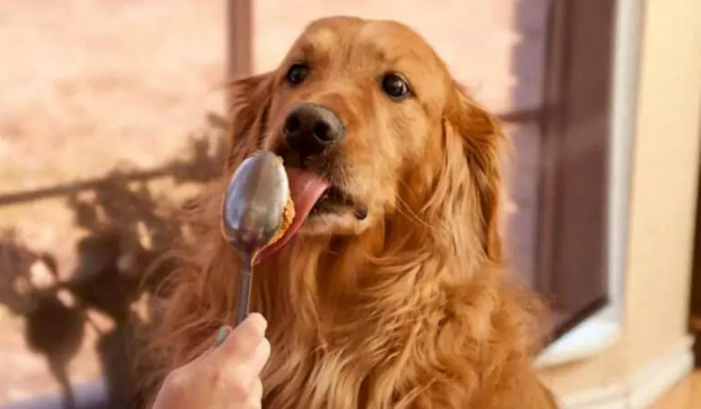 Can dogs eat peanut butter? Is it healthy for dogs to eat peanut butter?