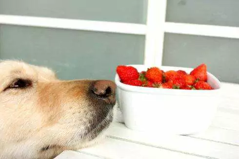 Can dogs eat strawberries? Precautions for dogs eating fruit
