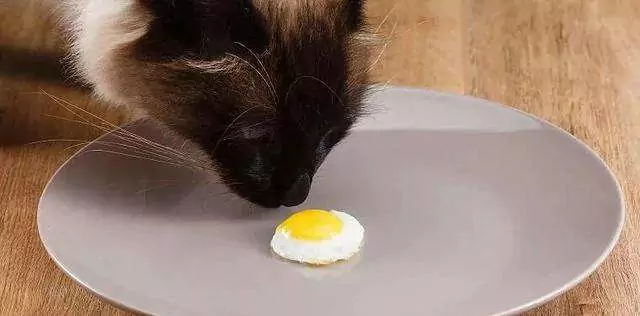 Can cats eat eggs? Contraindicated foods for cats
