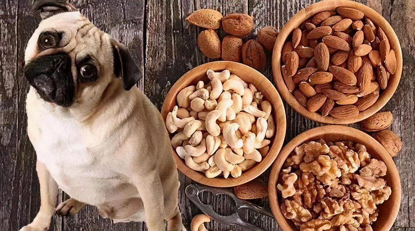 Can dogs eat pistachios? What to do if your dog eats pistachios