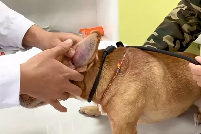 How to treat ear hematoma in dogs at home?