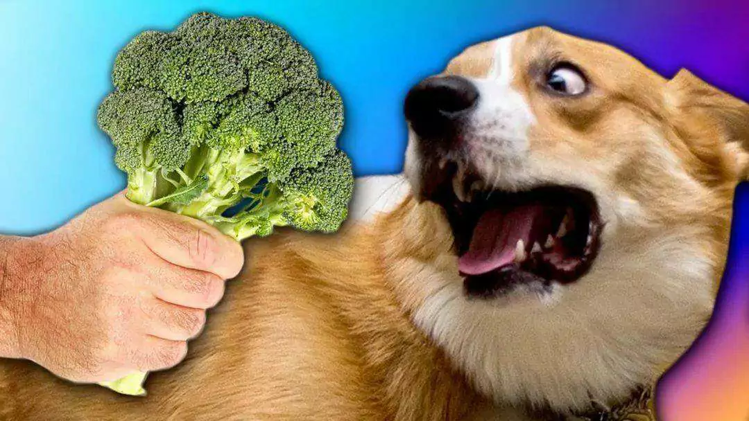Can dogs eat broccoli? Benefits of Broccoli for Dogs