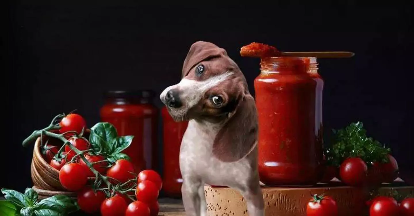 Can dogs eat tomatoes? What are the benefits of tomatoes for dogs