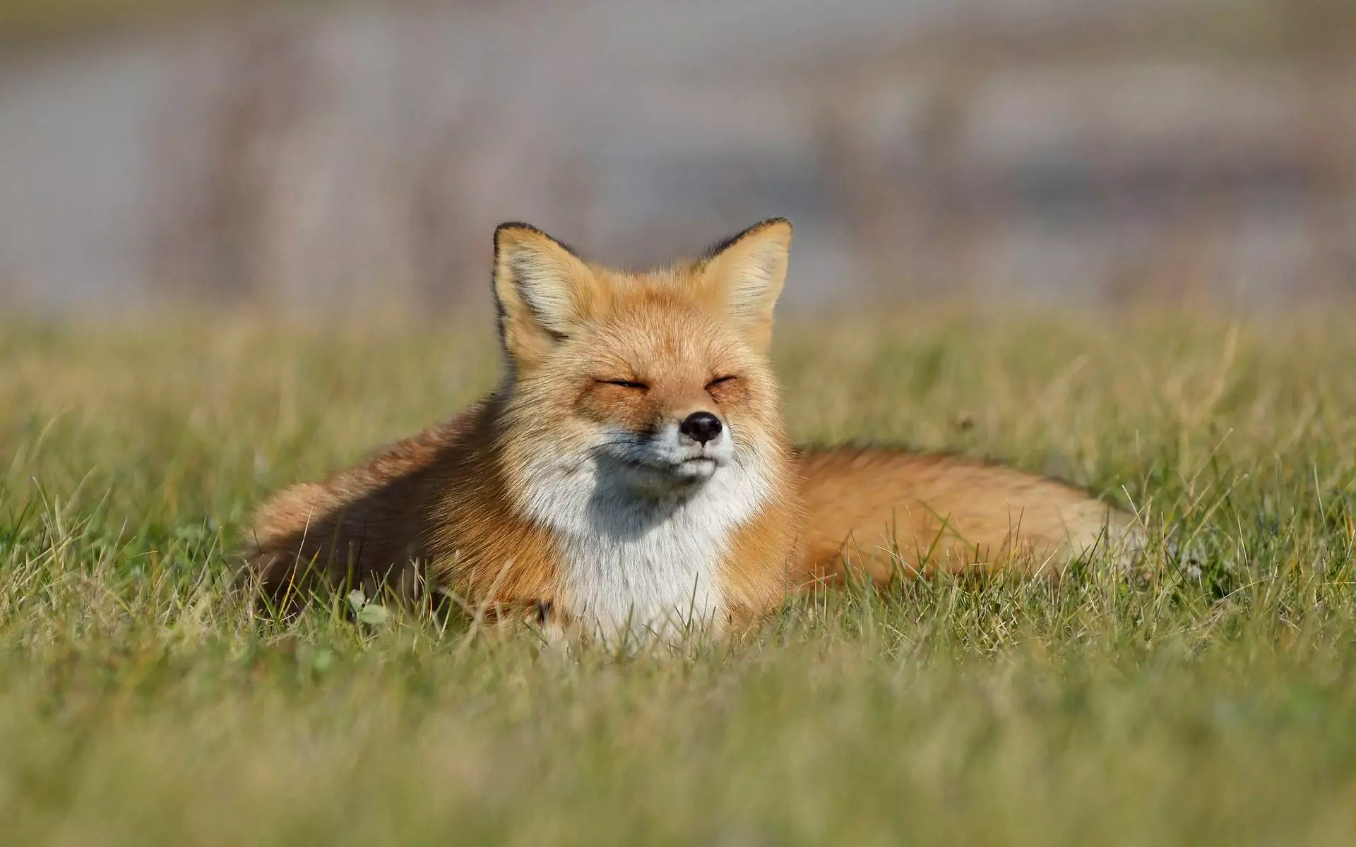 Is a fox a cat or a dog? What do foxes like to eat