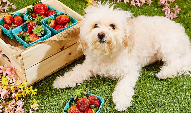 What fruits are ok for dogs to eat?