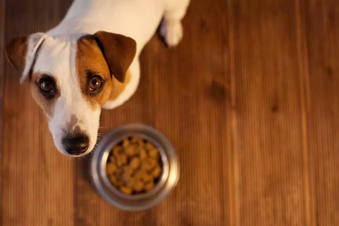 Why won't my dog eat? Reasons why dogs don't eat