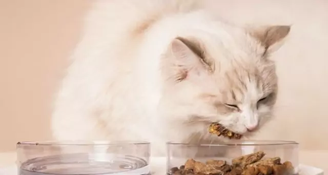 Can cats eat turkey? What are the benefits of turkey meat for cats