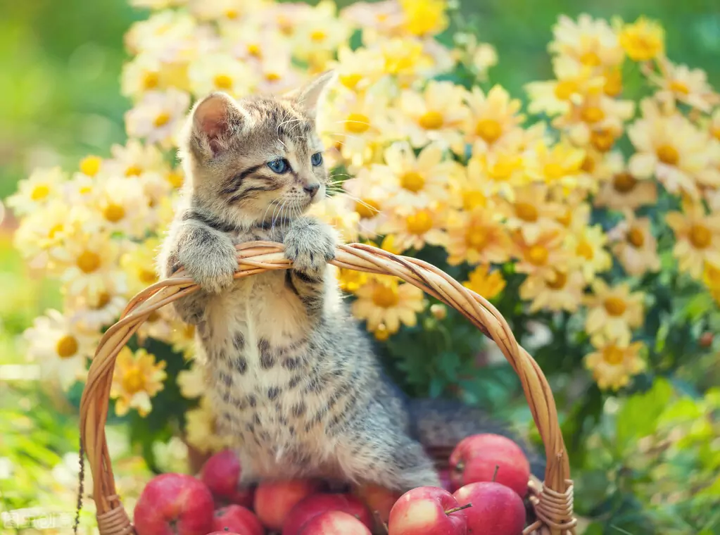 Can cats eat apples? The benefits of cats eating apples