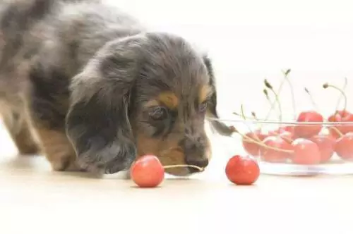 Can dogs eat cherries? What Bad effects of cherries on dogs?