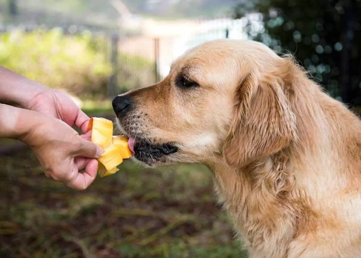 Are mangoes good for dogs? What are the benefits of giving mangoes to dogs?