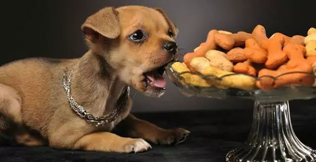 Can dogs eat nuts? Are nuts and seeds bad for dogs?