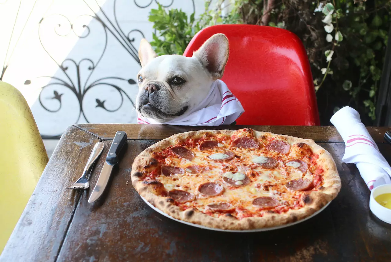 Can dogs eat pizza? Are our pizza ingredients harmful to dogs?