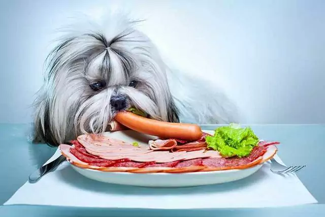 Can dogs eat raw bacon? Is bacon bad for dogs?
