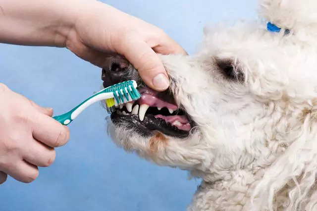 How often should you brush your dog's teeth?