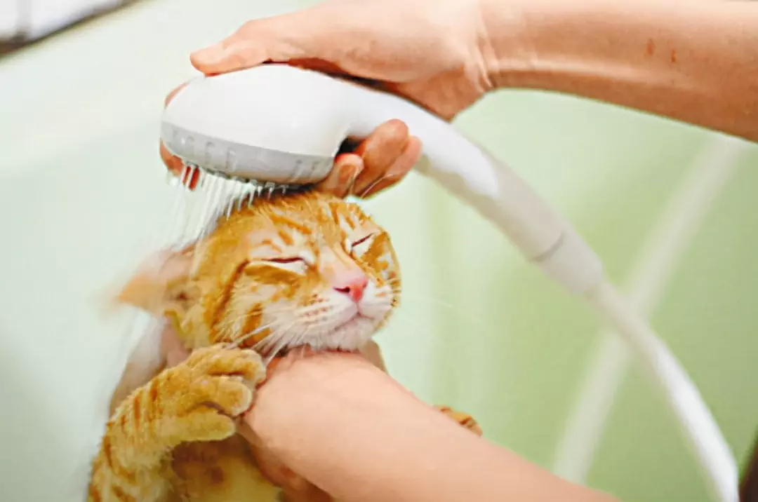 How do I clean my cat's ears? What to do if a newbie cat has ear wax?