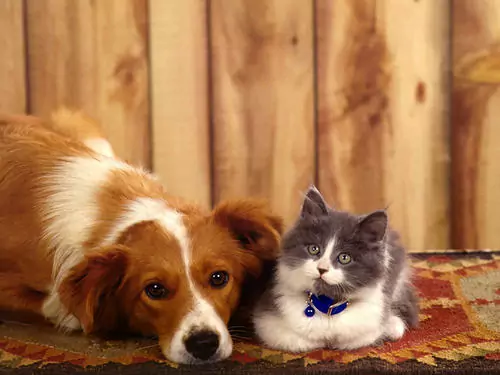 Why are dogs better than cats? Dogs were domesticated before cats