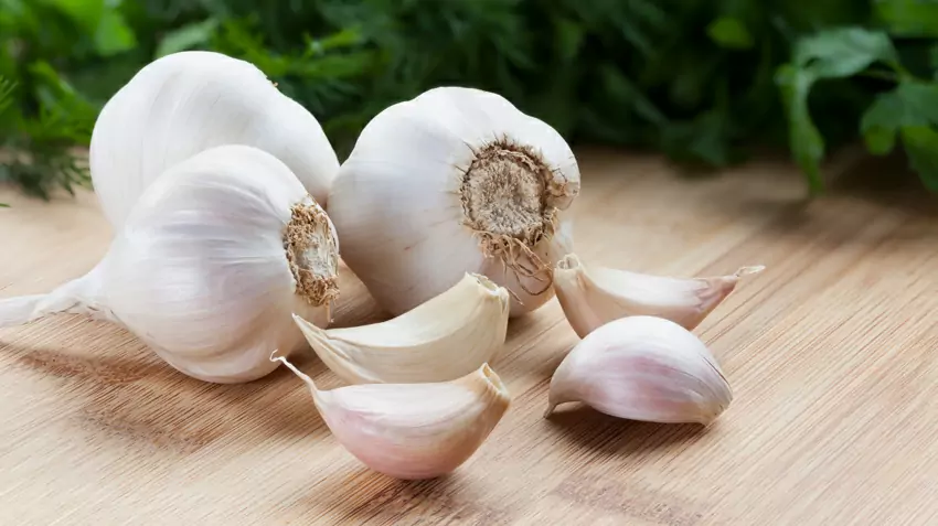 Is garlic good for dogs? What exactly are the benefits of garlic for dogs?