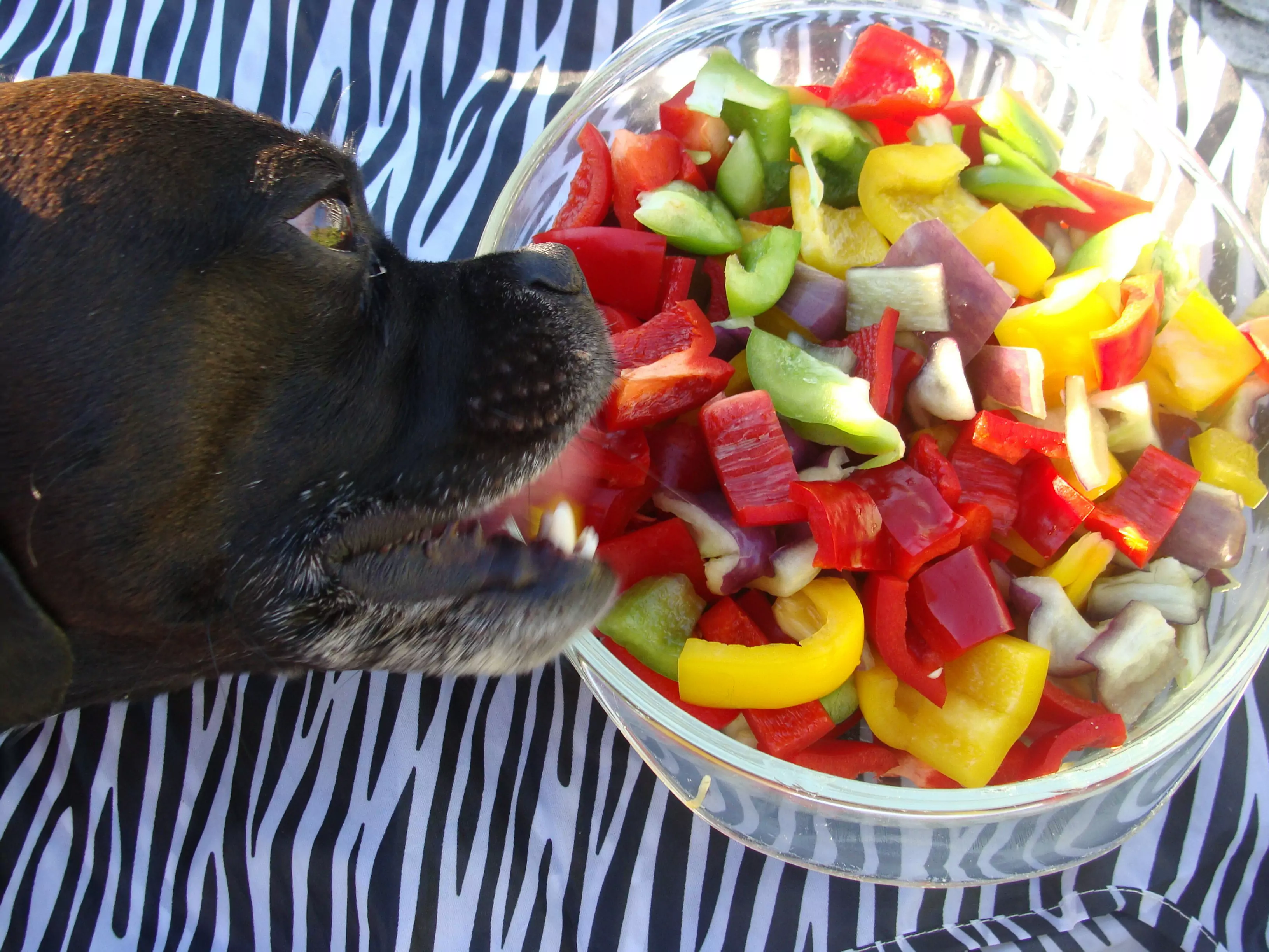 Can dogs eat chili peppers?