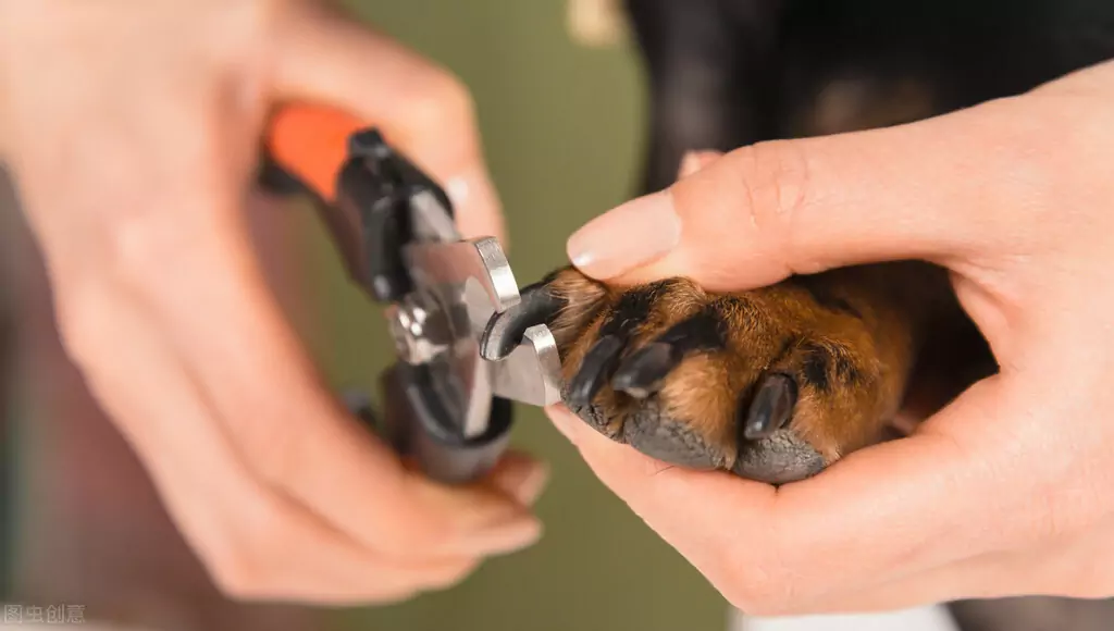 How to trim dog nails? The dangers of too long toenails in dogs?