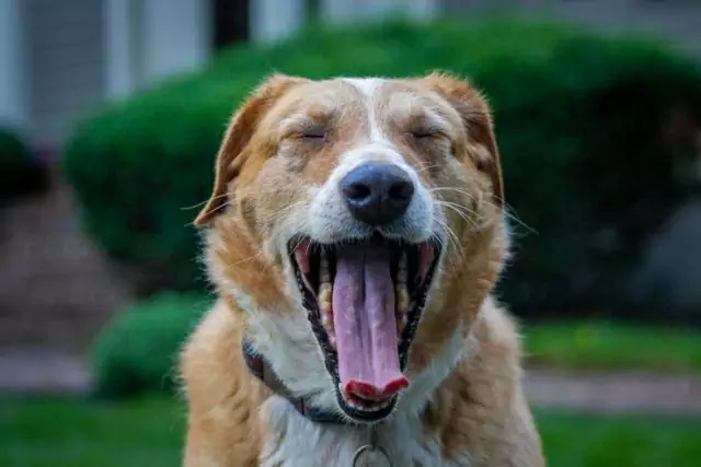 Why do dogs yawn? How to help a dog that yawns all the time?