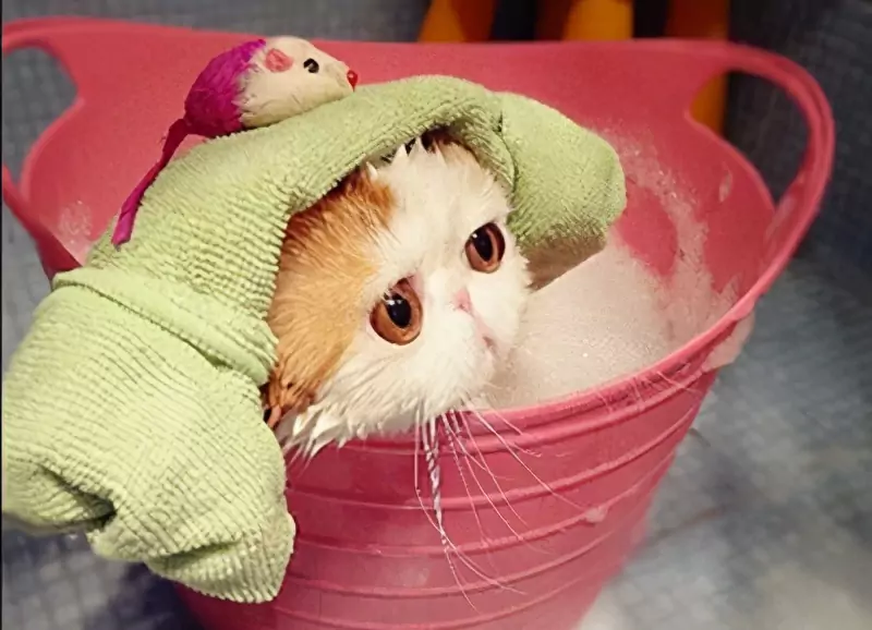 How to bathe a cat? The benefits and disadvantages of bathing cats