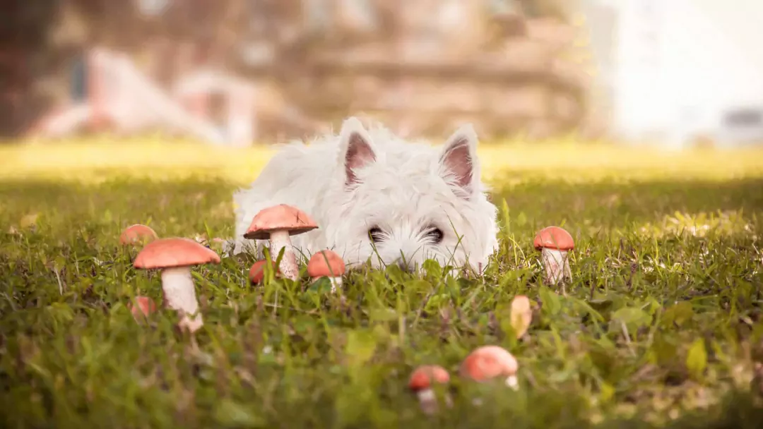 Can dogs eat mushrooms? Nutritional value of mushrooms