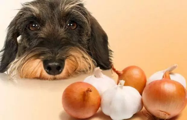 Can dogs eat garlic锛烪ow to prepare garlic for your dog锛?