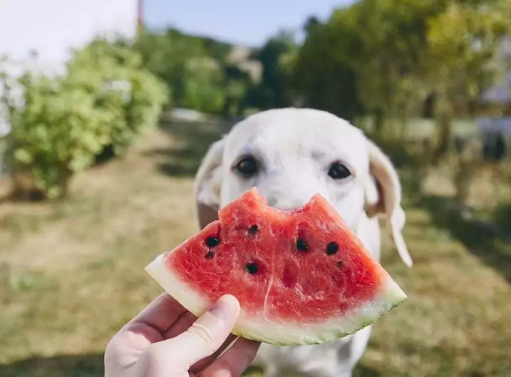 Is watermelon good for dogs? What are the benefits of watermelon for dogs?