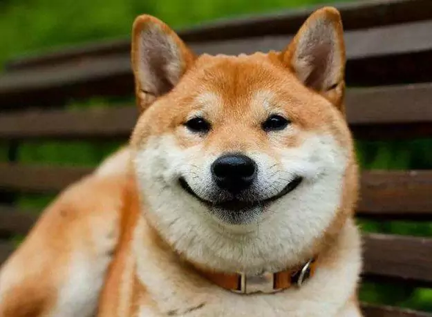 Can dogs smile?