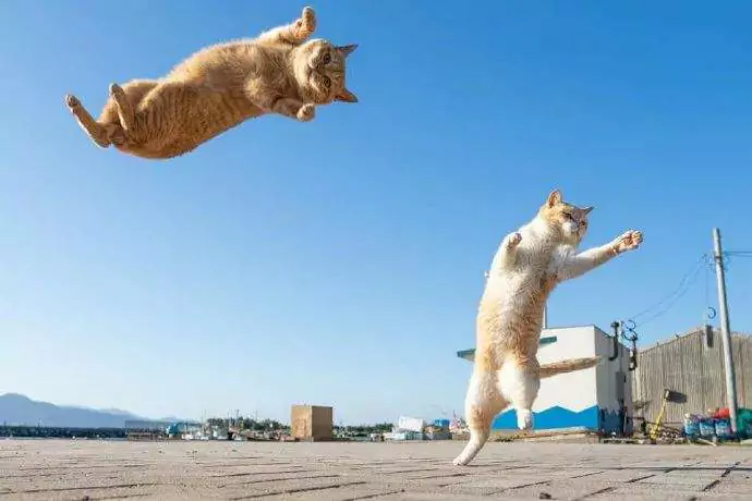How high can cats jump? How far can cats jump