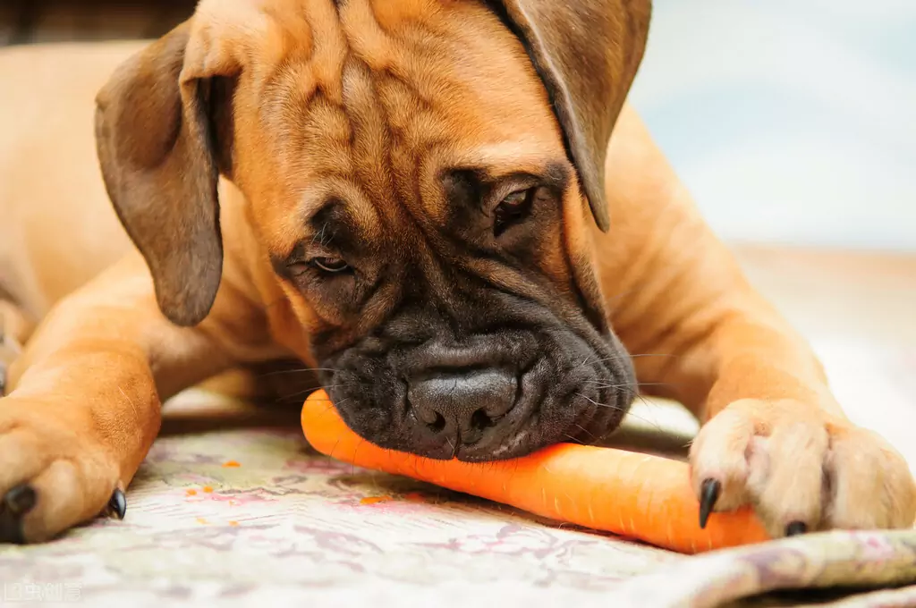 Are carrots good for dogs? What are the nutritional values of carrots?