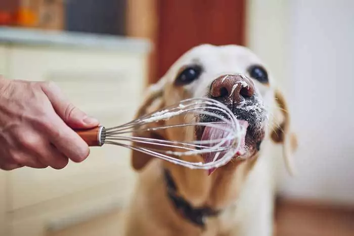 Can dogs eat cream? Is cream bad for dogs?