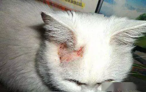 How do cats get ringworm? What are the causes of ringworm in cats