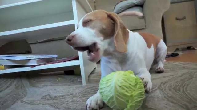 Can dogs eat cabbage? Benefits of eating cabbage