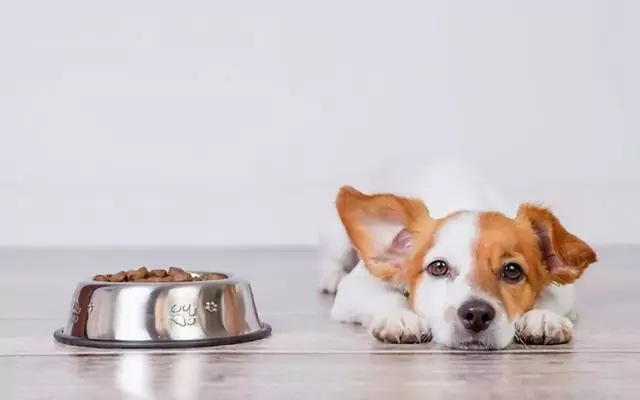 How to feed a dog with diarrhea? Causes of diarrhea in dogs