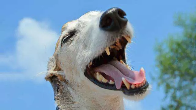 Why do dogs sneeze when they play? Reasons for Dogs Sneezing