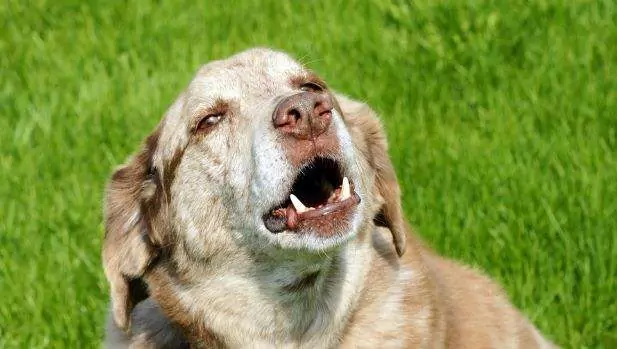 Why do dogs like to howl? Ways to effectively reduce howling in dogs