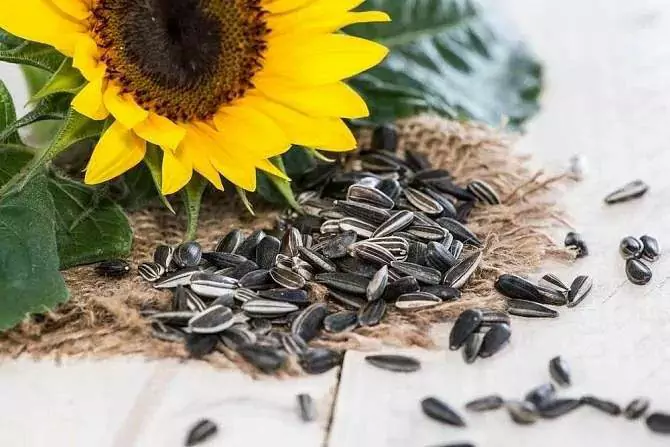 Can dogs eat sunflower seeds? Suitable food for dogs