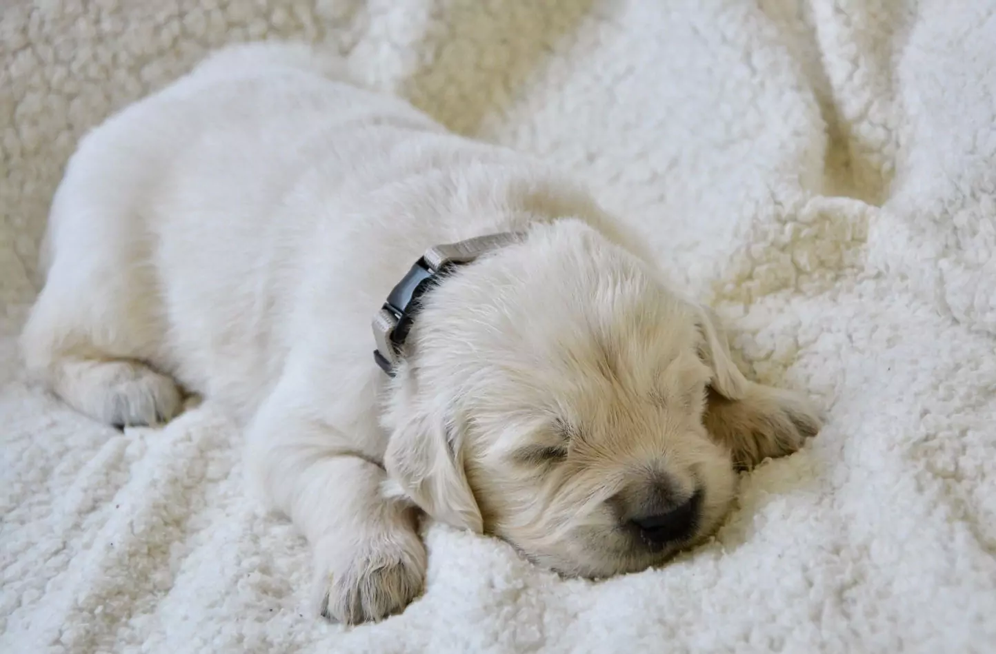 How many hours do dogs sleep every day? Dogs' sleep stages