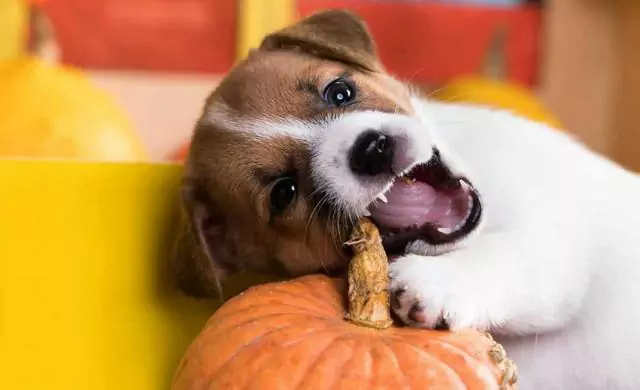 Can dogs eat pumpkins?The benefits of eating pumpkin for dogs