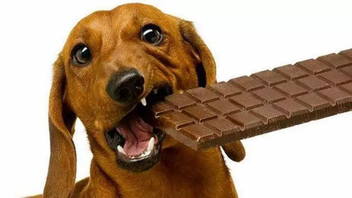 Can dogs eat chocolate? What are the symptoms of chocolate poisoning in dogs