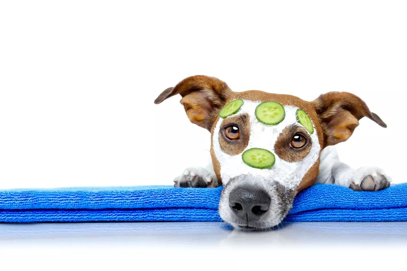 Can dogs eat cucumbers? What are the benefits of giving cucumbers to dogs?