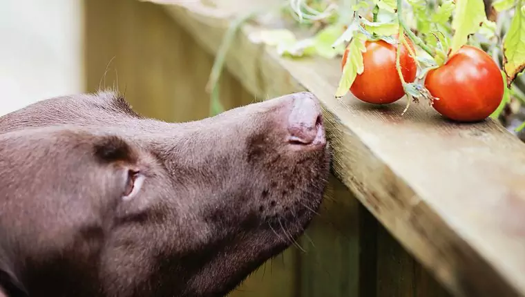 Can dogs eat tomatoes? Benefits and Disadvantages of Tomatoes for Dogs